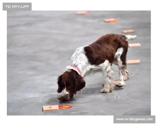 澳洲对抗赛25米自成亮点，观众称-眨眼即终点-